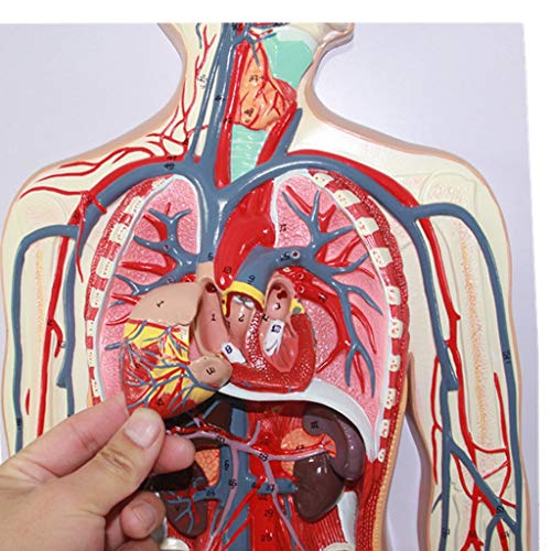 FHUILI Modelo Humano Sangre Sistema Circulatorio - Estructuras Arterial y venoso Modelos anatomía Humana Ciencia - para la Educación Médica Formación Modelo de Ayuda